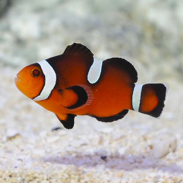 ORA® Captive-Bred Misbar Fancy Ocellaris Clownfish